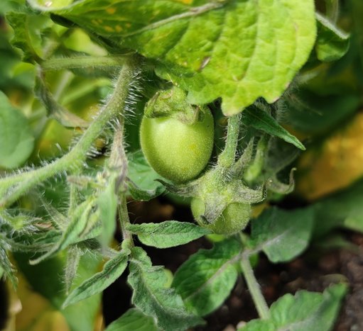 Tomate.jpg Tomate.jpg