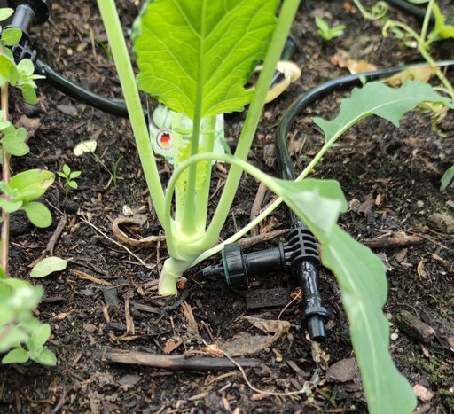 Kohlrabi.jpg Kohlrabi.jpg